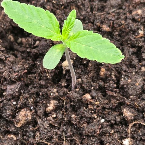 Kalini growlog timeline photo