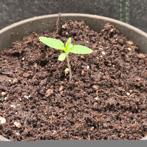 Kalini growlog timeline photo