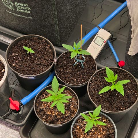 Kalini growlog timeline photo