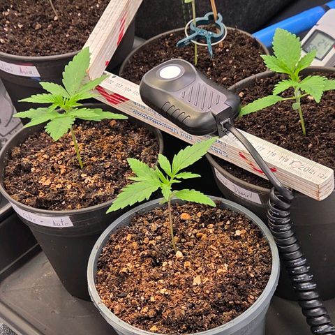 Kalini growlog timeline photo