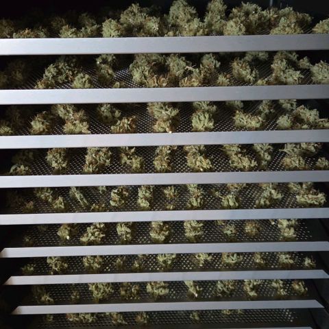 Cookies OG Kloni #1 growlog photo: Schade das man keine Düfte über Handy versenden kann. Der Duft ist herrlich. Gleich mal eine drehen. 