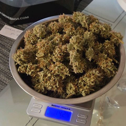 Cookies OG Kloni #1 growlog photo: Die erste Schüssel getrocknete Blüten