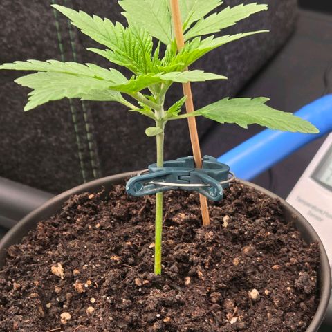 Amnesia S growlog timeline photo