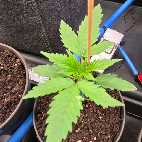 Amnesia S growlog timeline photo