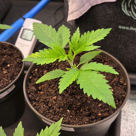 Diesel growlog timeline photo