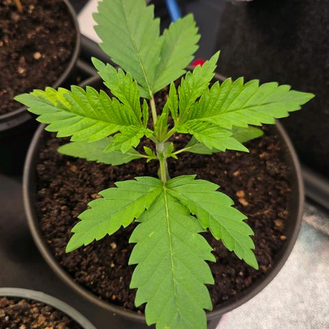 Diesel growlog timeline photo