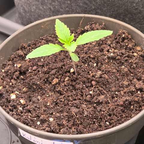 Kalini growlog timeline photo