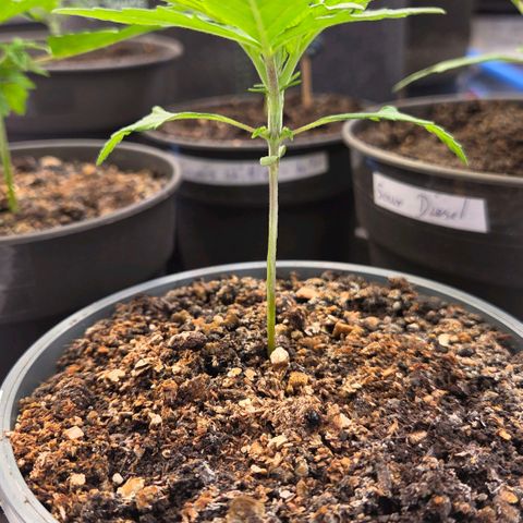 Mexican growlog timeline photo