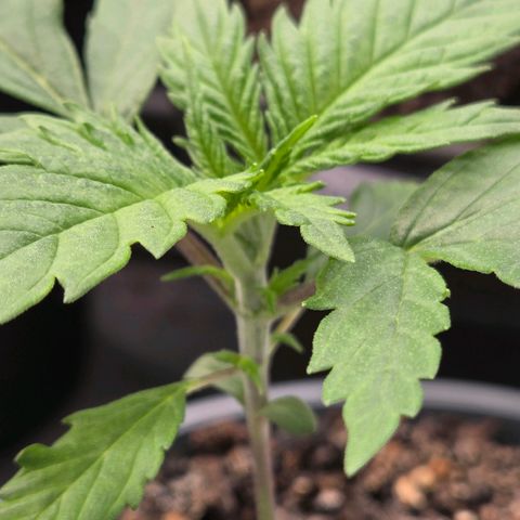 Mexican growlog timeline photo
