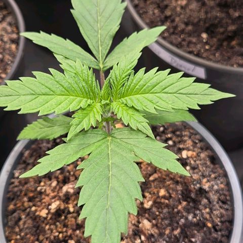 Mexican growlog timeline photo