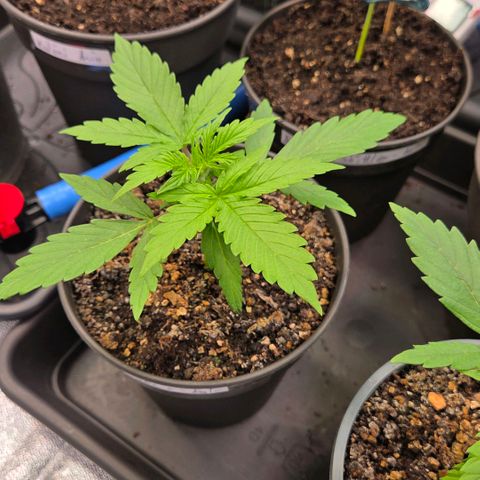Torti growlog timeline photo