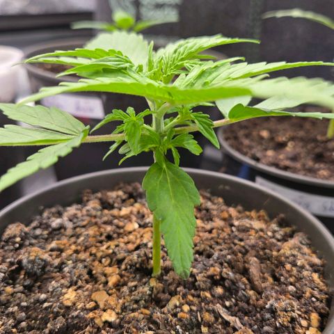 Torti growlog timeline photo