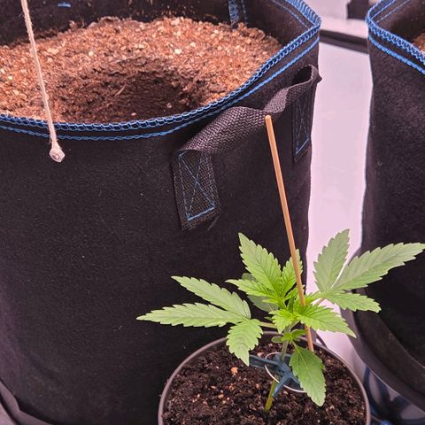 Amnesia S growlog timeline photo