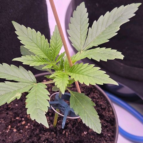 Amnesia S growlog timeline photo