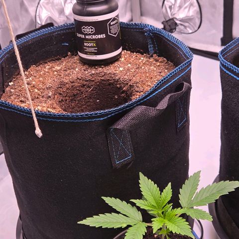 Amnesia S growlog timeline photo