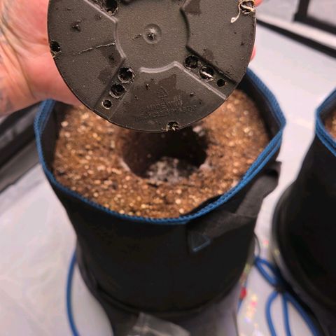 Amnesia S growlog timeline photo