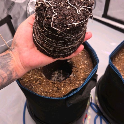 Amnesia S growlog timeline photo