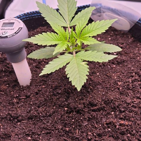Amnesia S growlog timeline photo
