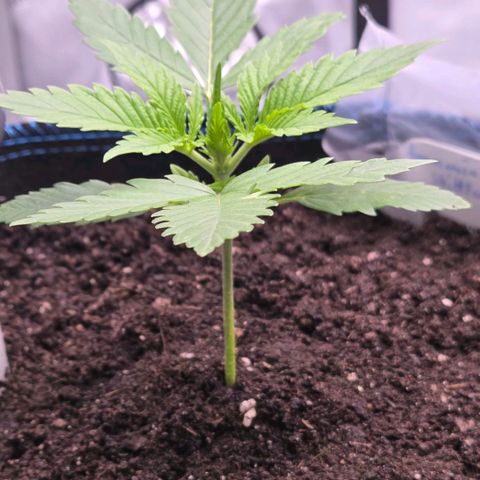Amnesia S growlog timeline photo