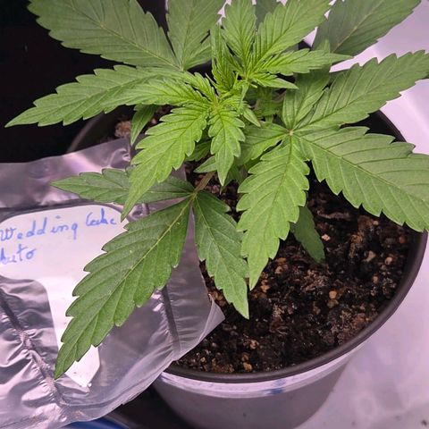 Torti growlog timeline photo