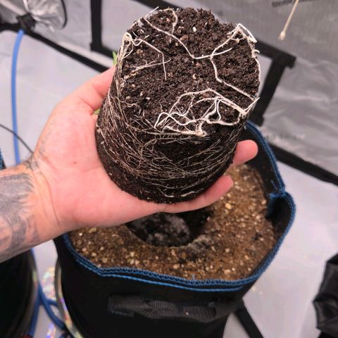 Torti growlog timeline photo