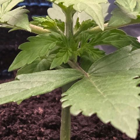 Torti growlog timeline photo
