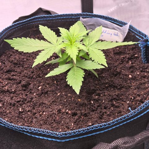 Torti growlog timeline photo