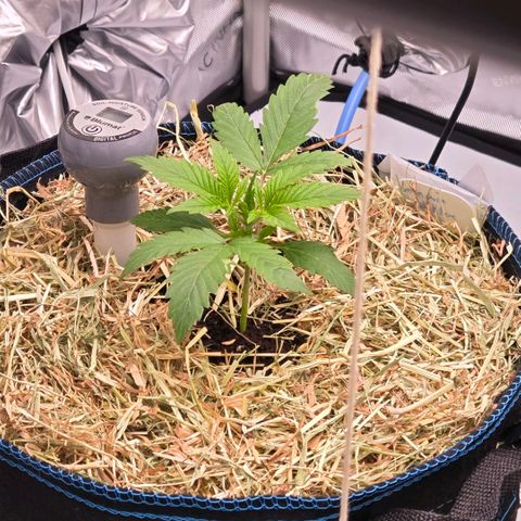 Amnesia S growlog photo: Umgetopft, gemulcht und mit einem Blumat Digital Bodenfeuchte Sensor ausgestattet.