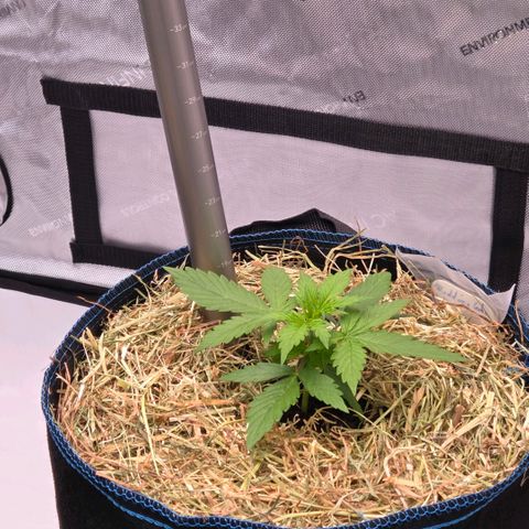 Torti growlog photo: Umgetopft , gemulcht u mit einem AC Infinity Bodensensor aus gestattet