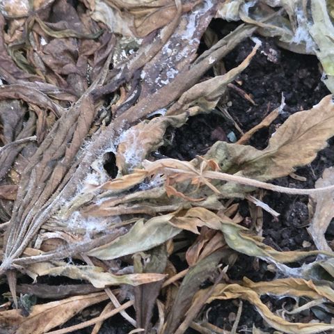 Cookies OG Kloni #1 growlog photo: Die Bakterien u Pilzmyzel zersetzen den Mulch. Unter 50 % Feuchte ruht die Erde bis zum nächsten Einsatz.
Es riecht nach Waldboden.