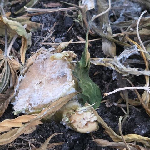Cookies OG Kloni #2 growlog photo: Die Bakterien u Pilzmyzel zersetzen den Mulch. Unter 50 % Feuchte ruht die Erde bis zum nächsten Einsatz.
Es riecht nach Waldboden.
Sogar der Strunk der Pflanze samt Wurzeln wird zersetzt wie es sein soll.