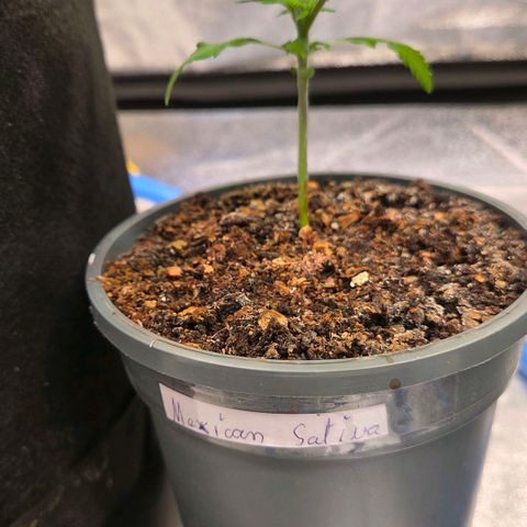 Mexican growlog timeline photo