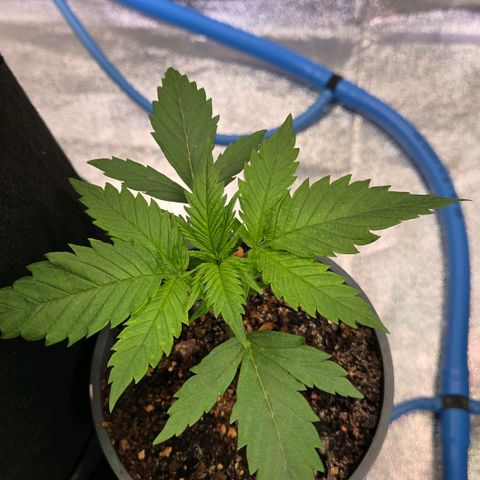 Mexican growlog timeline photo