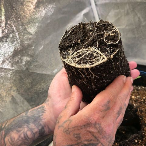 Mexican growlog timeline photo