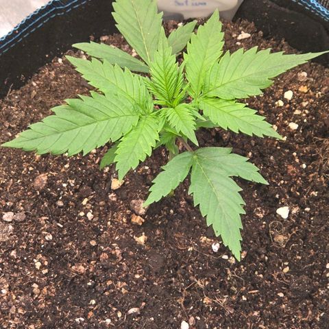Mexican growlog timeline photo