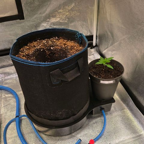 Kalini growlog timeline photo