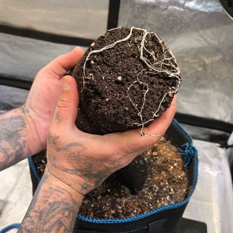 Kalini growlog timeline photo
