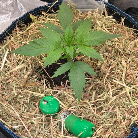 Mexican growlog photo: Umgetopft in 20 l Auto Pot Flex Topf und obere Erdschicht gemulcht