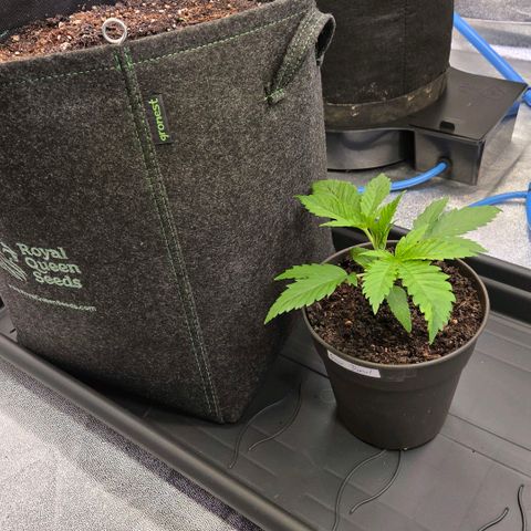 Diesel growlog photo: Das fetteste Biest kommt in den Big Pott. 25 l Living Soil