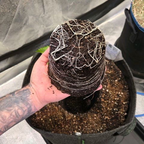 Diesel growlog timeline photo