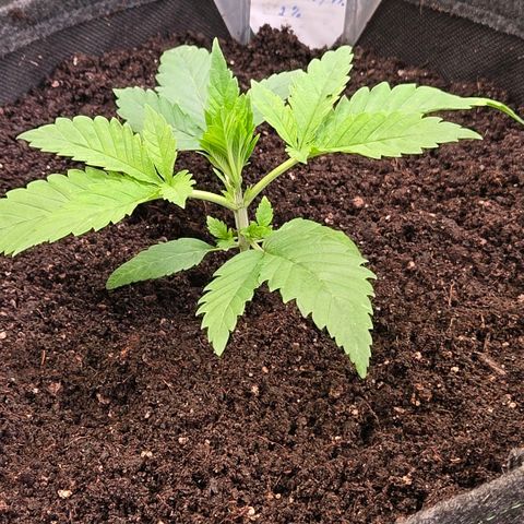 Diesel growlog photo: Sie kommt sehr kräftig u habe noch mit 2-3 % bis fast zu den Keimblätter auf gefüllt mit leichter Living Soil Mischung. Nach unten geht es bis 10 %. Hoffen das es nicht zu scharf ist oder wird.