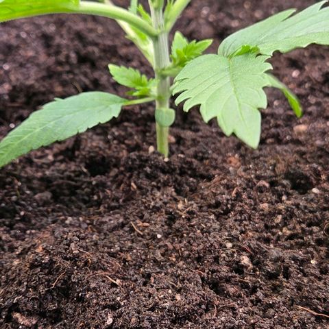 Diesel growlog photo: Sie kommt sehr kräftig u habe noch mit 2-3 % bis fast zu den Keimblätter auf gefüllt mit leichter Living Soil Mischung. Nach unten geht es bis 10 %. Hoffen das es nicht zu scharf ist oder wird.