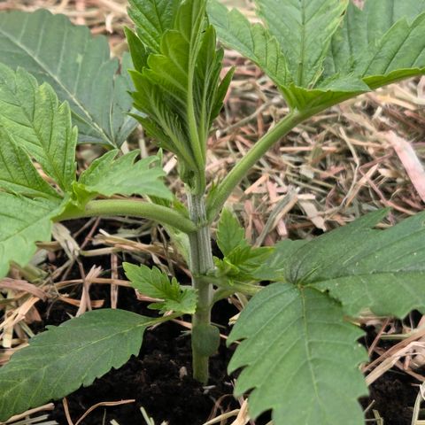Diesel growlog photo: Fertig um getopft und gemulcht
