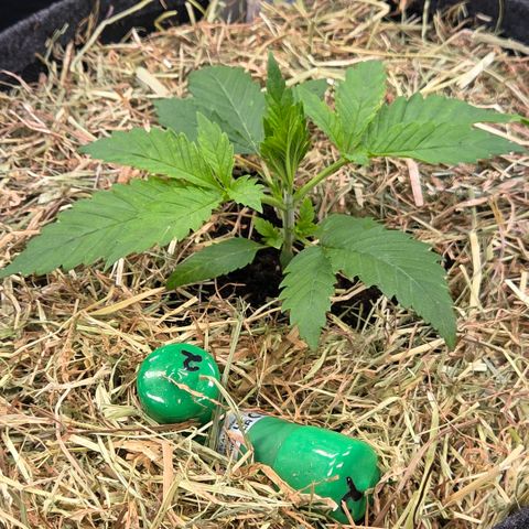 Diesel growlog photo: Fertig um getopft und gemulcht