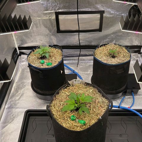 Kalini growlog timeline photo