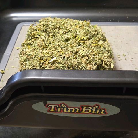 Cookies OG Kloni #1 growlog timeline photo