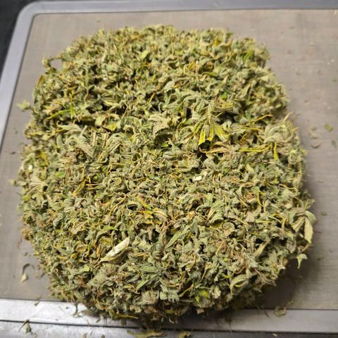 Cookies OG Kloni #1 growlog photo: Nun geht es ans Sieben auf 150 Mikron TrimBin