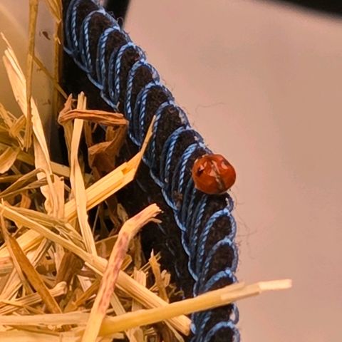 Torti growlog photo: Heute schon mal 4 Nützlinge ein gesetzt. Marienkäfer