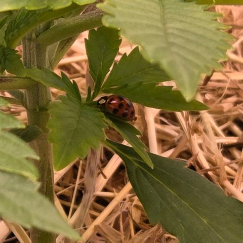 Amnesia S growlog timeline photo