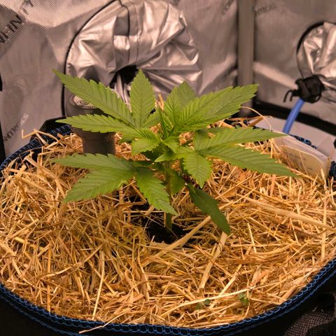 Amnesia S growlog timeline photo